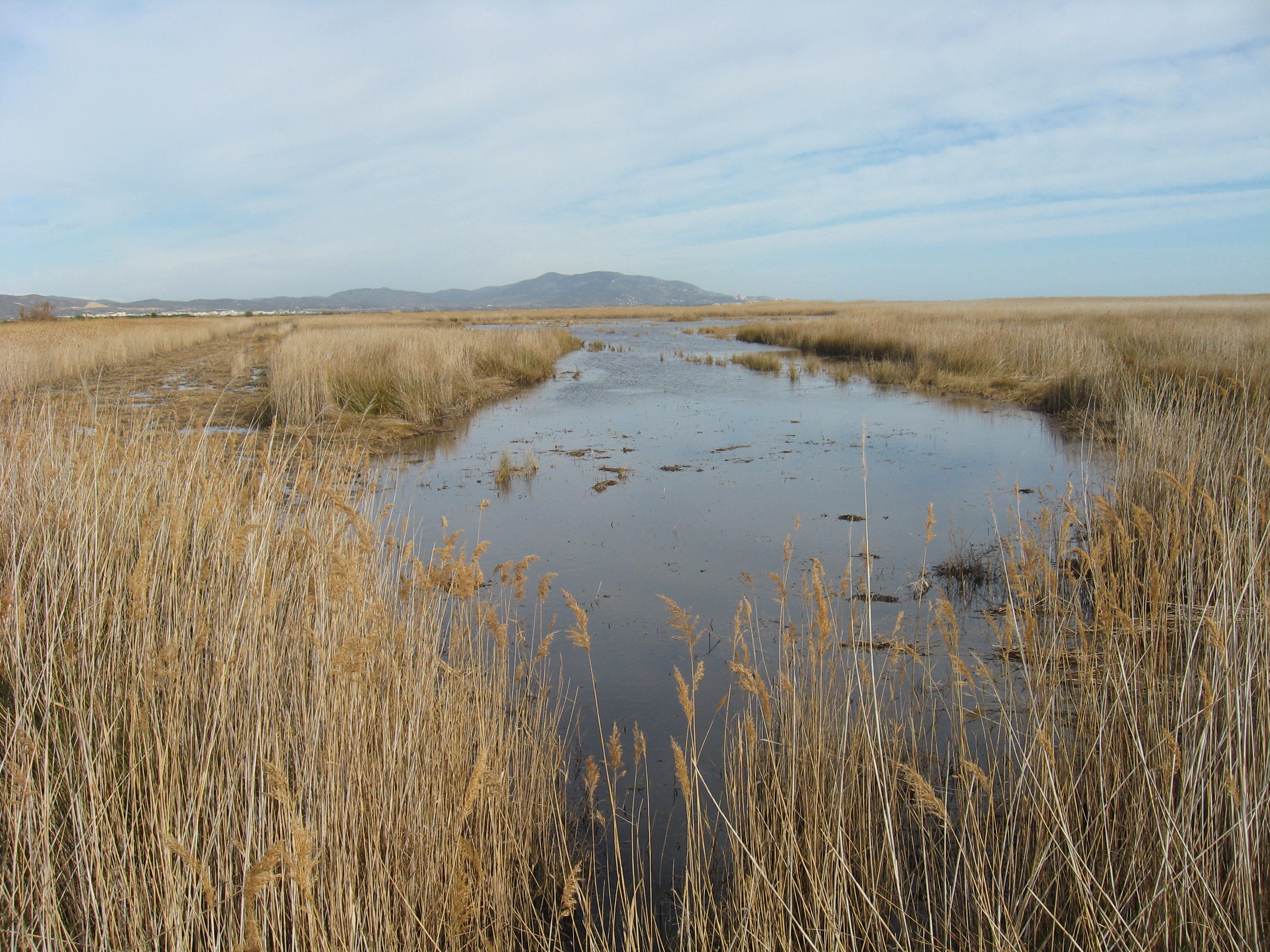 Prat de Cabanes-Torreblanca. Lagunas y carrizal 2